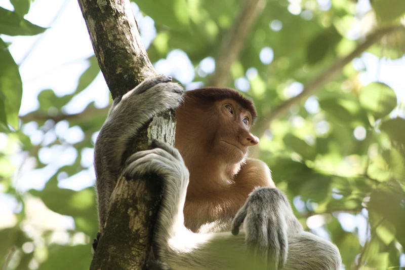 A proboscis monkey clinging to a tree trunk in the jungle