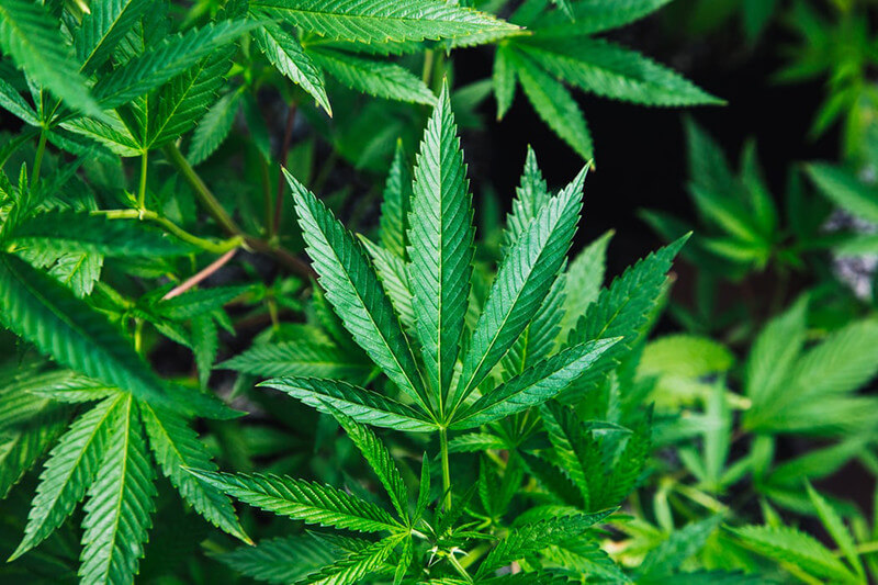 The green leaf of a cannabis plant.