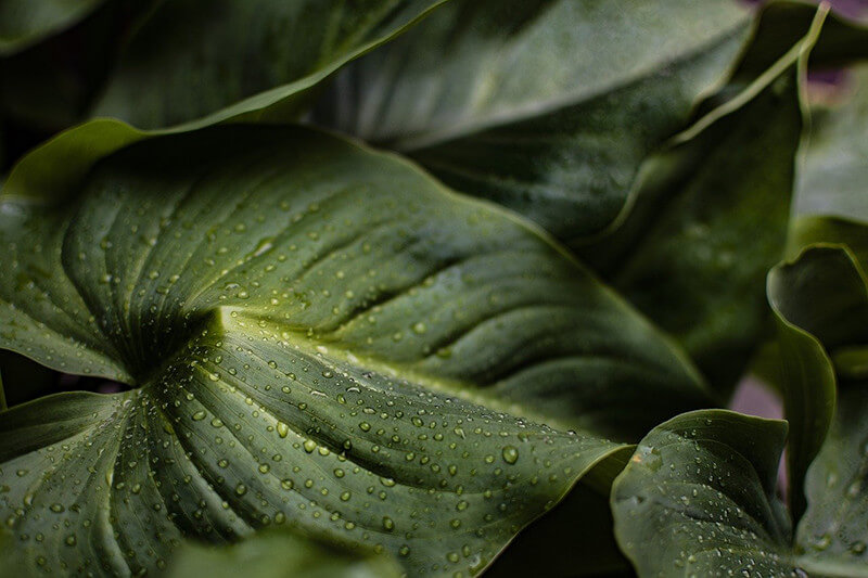 closeup shot of green kratom leaves