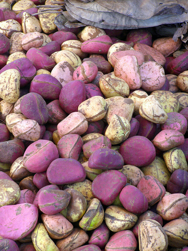 Purple and yellow kola nuts.