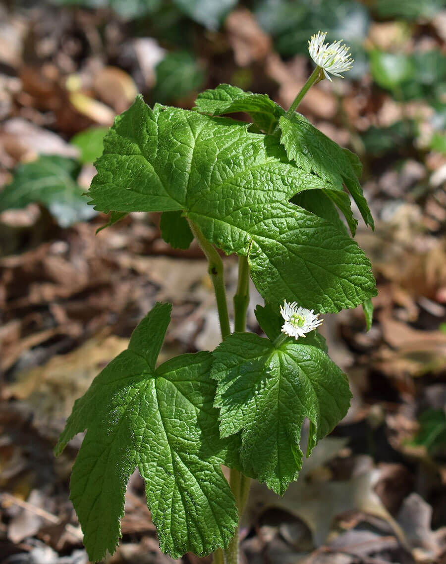 A green goldenseal ethnobotanical plant