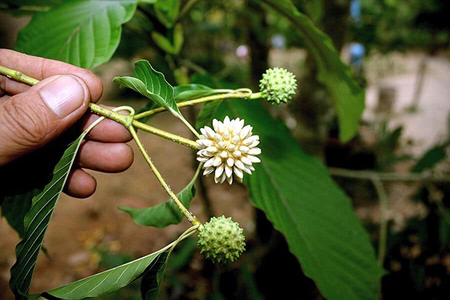 Green Borneo best kratom strain