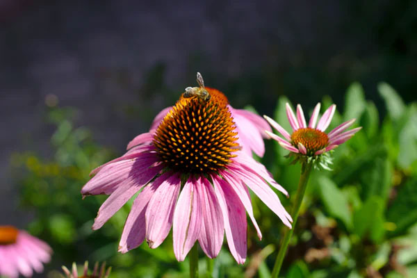 An open pink flower with a bee sitting on top