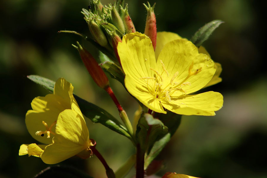 An open yellow flower